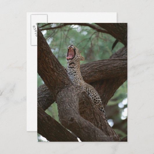 Panter Briefkaart (Voorkant / Achterkant)