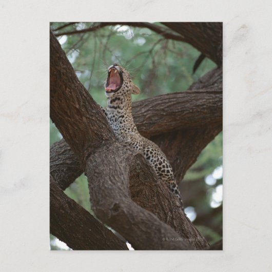 Panter Briefkaart (Voorkant)