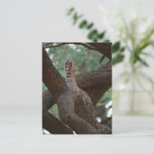 Panter Briefkaart (Staand voorkant)