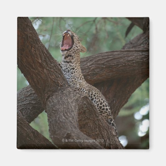 Panter Magneet (Voorkant)