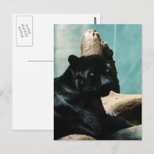 Panter met het Doordringen van Ogen Briefkaart (Voorkant / Achterkant)