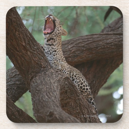 Panter Onderzetter (Voorkant)