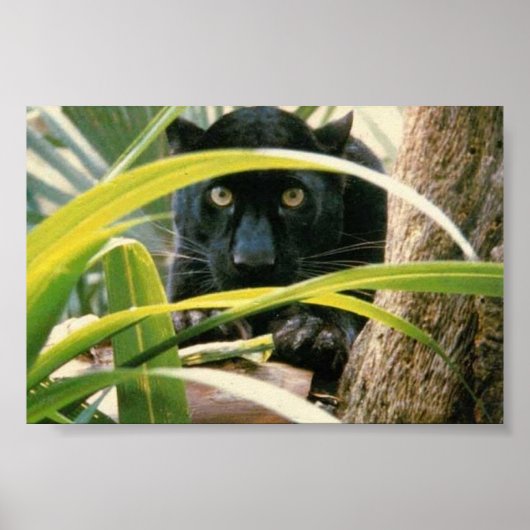 panter poster (Voorkant)