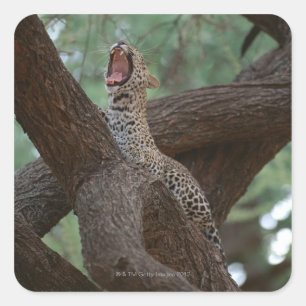 Panter Vierkante Sticker