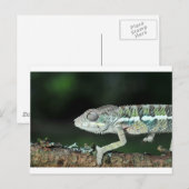 panterkameleon briefkaart (Voorkant / Achterkant)