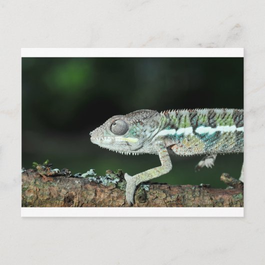 panterkameleon briefkaart (Voorkant)