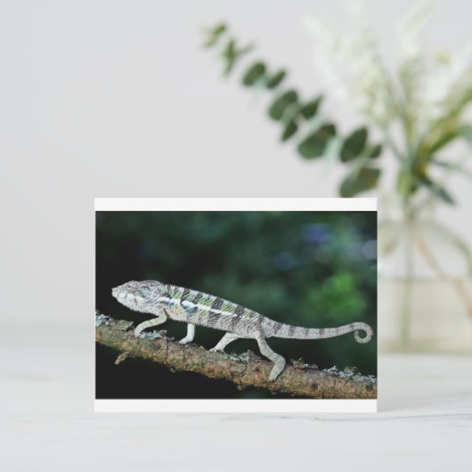 panterkameleon briefkaart (Staand voorkant)