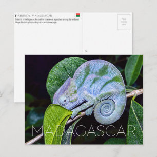 Panterkameleon, Kirindy, Madagaskar Reizen Briefkaart