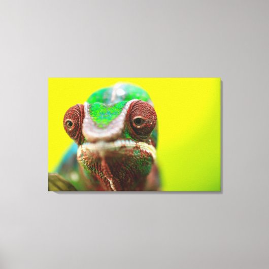 Panterkameleon, Madagaskar Canvas Afdruk (Voorkant)