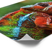 Panterkameleon poster (Hoek)