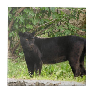 Pantertegel pacteren tegeltje
