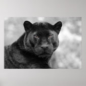 panther black poster (Voorkant)