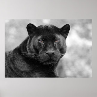 panther black poster