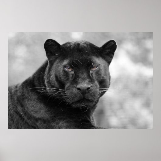 panther black poster (Voorkant)