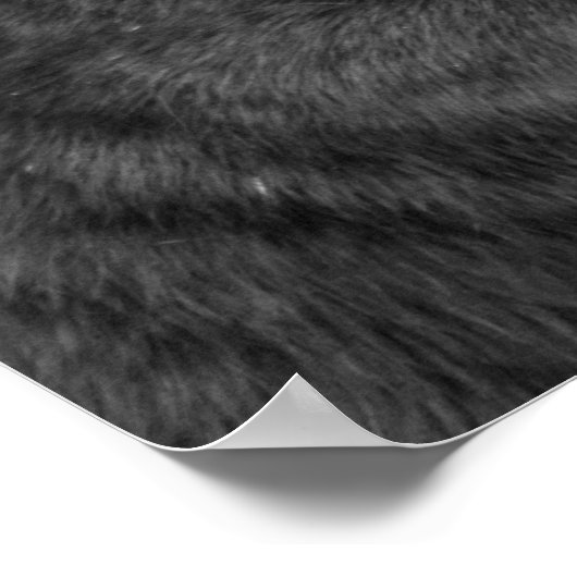 panther black poster (Hoek)