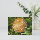 Panther Cap Mushroom Postcard Briefkaart (Staand voorkant)
