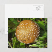 Panther Cap Mushroom Postcard Briefkaart (Voorkant / Achterkant)