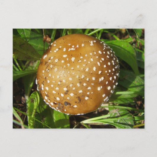 Panther Cap Mushroom Postcard Briefkaart (Voorkant)