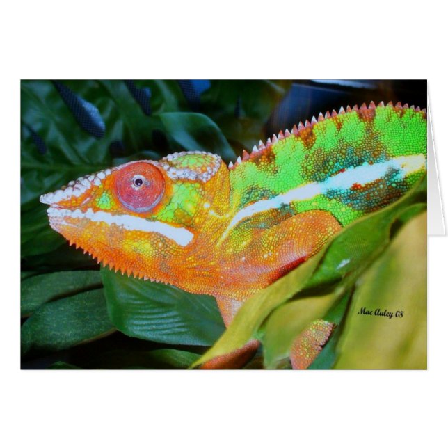 Panther Chameleon (Voorkant Horizontaal)
