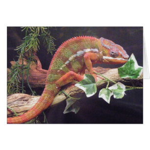 Panther Chameleon