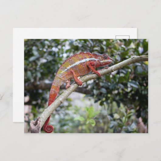 Panther chameleon briefkaart (Voorkant / Achterkant)