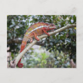 Panther chameleon briefkaart (Voorkant)