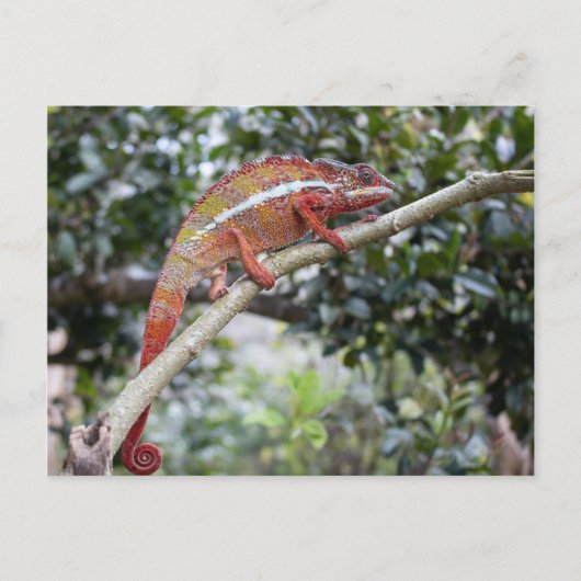 Panther chameleon briefkaart (Voorkant)
