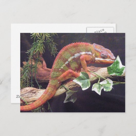 Panther Chameleon Briefkaart (Voorkant / Achterkant)