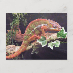 Panther Chameleon Briefkaart