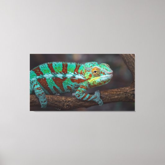 Panther Chameleon Canvas Print (Voorkant)