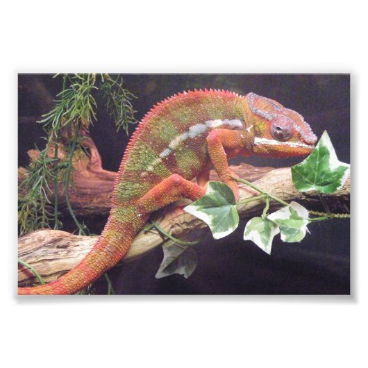 Panther Chameleon Foto Afdruk (Voorkant)