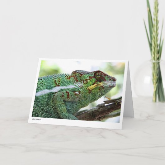 Panther chameleon Gift Card Kaart (Voorkant)