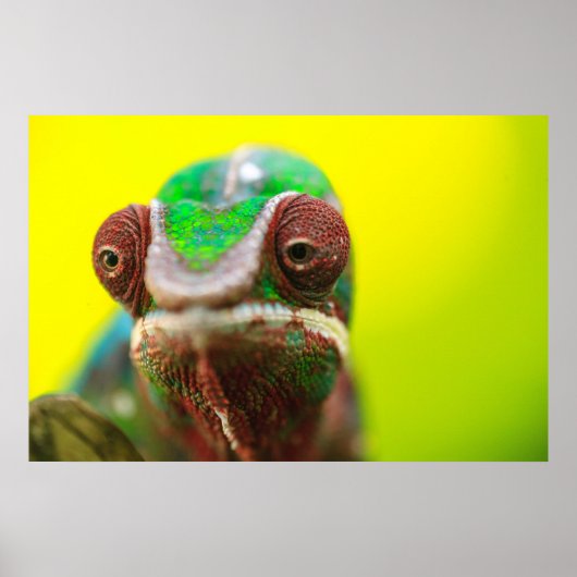 Panther Chameleon, Madagaskar Poster (Voorkant)
