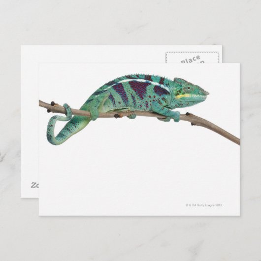 Panther Chameleon Nosy be (Furcifer pardalis) Briefkaart (Voorkant / Achterkant)