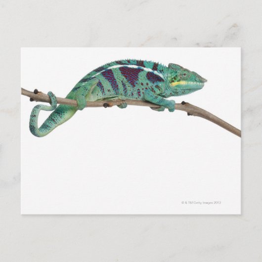 Panther Chameleon Nosy be (Furcifer pardalis) Briefkaart (Voorkant)
