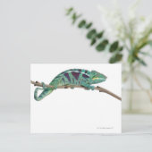 Panther Chameleon Nosy be (Furcifer pardalis) Briefkaart (Staand voorkant)