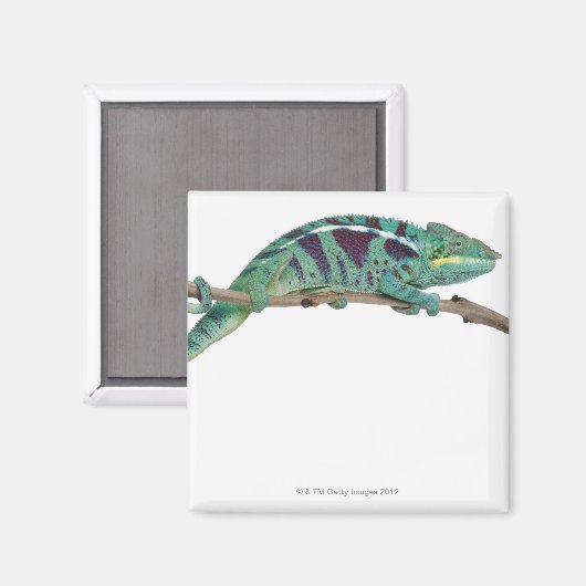 Panther Chameleon Nosy be (Furcifer pardalis) Magneet (Voorkant / Achterkant)