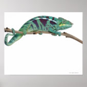 Panther Chameleon Nosy be (Furcifer pardalis) Poster (Voorkant)