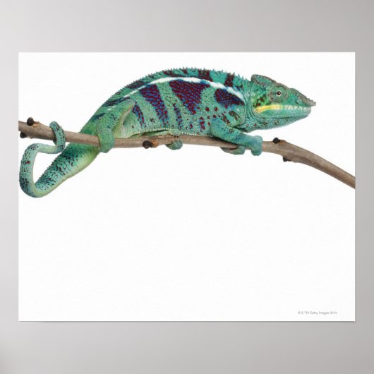 Panther Chameleon Nosy be (Furcifer pardalis) Poster (Voorkant)