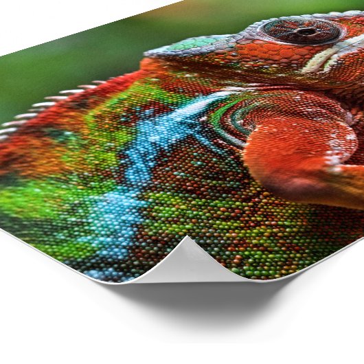 Panther chameleon poster (Hoek)