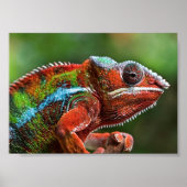 Panther chameleon poster (Voorkant)