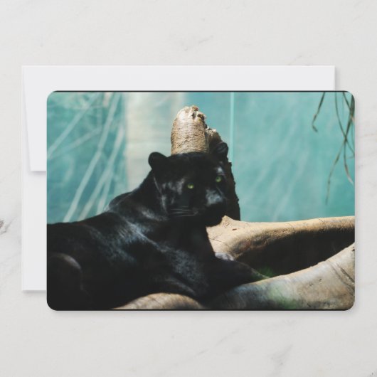 Panther met doorboren ogen kaart (Voorkant)