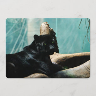 Panther met doorboren ogen kaart