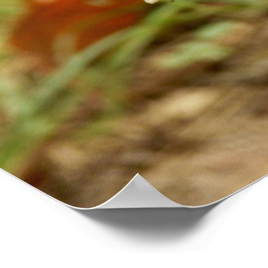 Panther Pet paddenstoel Poster (Hoek)