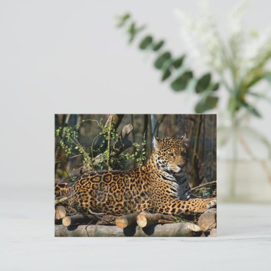 Panthera Jaguar Briefkaart (Staand voorkant)
