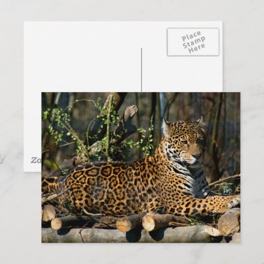 Panthera Jaguar Briefkaart (Voorkant / Achterkant)