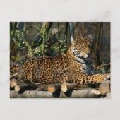 Panthera Jaguar Briefkaart (Voorkant)