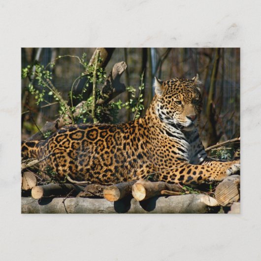 Panthera Jaguar Briefkaart (Voorkant)