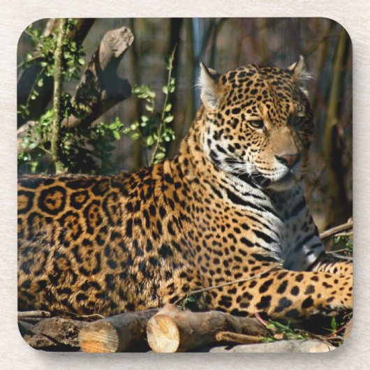 Panthera Jaguar Cork Onderzetters (Voorkant)