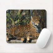 Panthera Jaguar Muismat (Met muis)